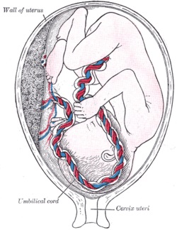 Fetus in the mother’s womb. The structure of the umbilical cord does not allow blood to circulate with the same pressure found in the normal veins of the human body. In fact, the umbilical cord has a curved shape, often with several spiral twists, which causes a significant drop in blood pressure, making it impossible to properly oxygenate the baby's body. Reference: https://fr.wiktionary.org/wiki/cordon_ombilical. Author: Henry Vandyke Carter - Henry Gray (1918) Anatomy of the Human Body. Bartleby.com: Gray's Anatomy, Plate 38, Public Domain, https://commons.wikimedia.org/w/index.php?curid=792235. Fetus in the mother’s womb. The structure of the umbilical cord does not allow blood to circulate with the same pressure found in the normal veins of the human body. In fact, the umbilical cord has a curved shape, often with several spiral twists, which causes a significant drop in blood pressure, making it impossible to properly oxygenate the baby's body. Reference: https://fr.wiktionary.org/wiki/cordon_ombilical. Author: Henry Vandyke Carter - Henry Gray (1918) Anatomy of the Human Body. Bartleby.com: Gray's Anatomy, Plate 38, Public Domain, https://commons.wikimedia.org/w/index.php?curid=792235.